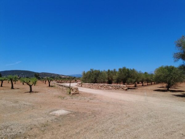 Ferienhaus / Villa / Finca / Haus / Mallorca / Santa Eugenia / Feriengenehmigung – Bild 21